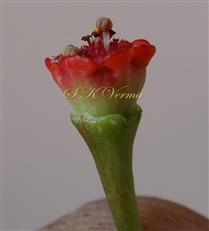  Involucre